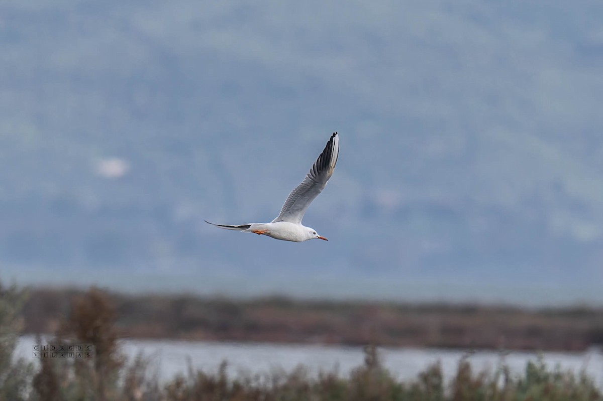 Slender-billed Gull - ML645050998