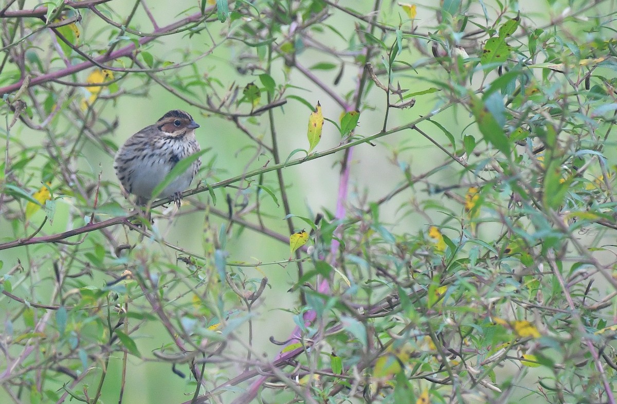 コホオアカ - ML645050999