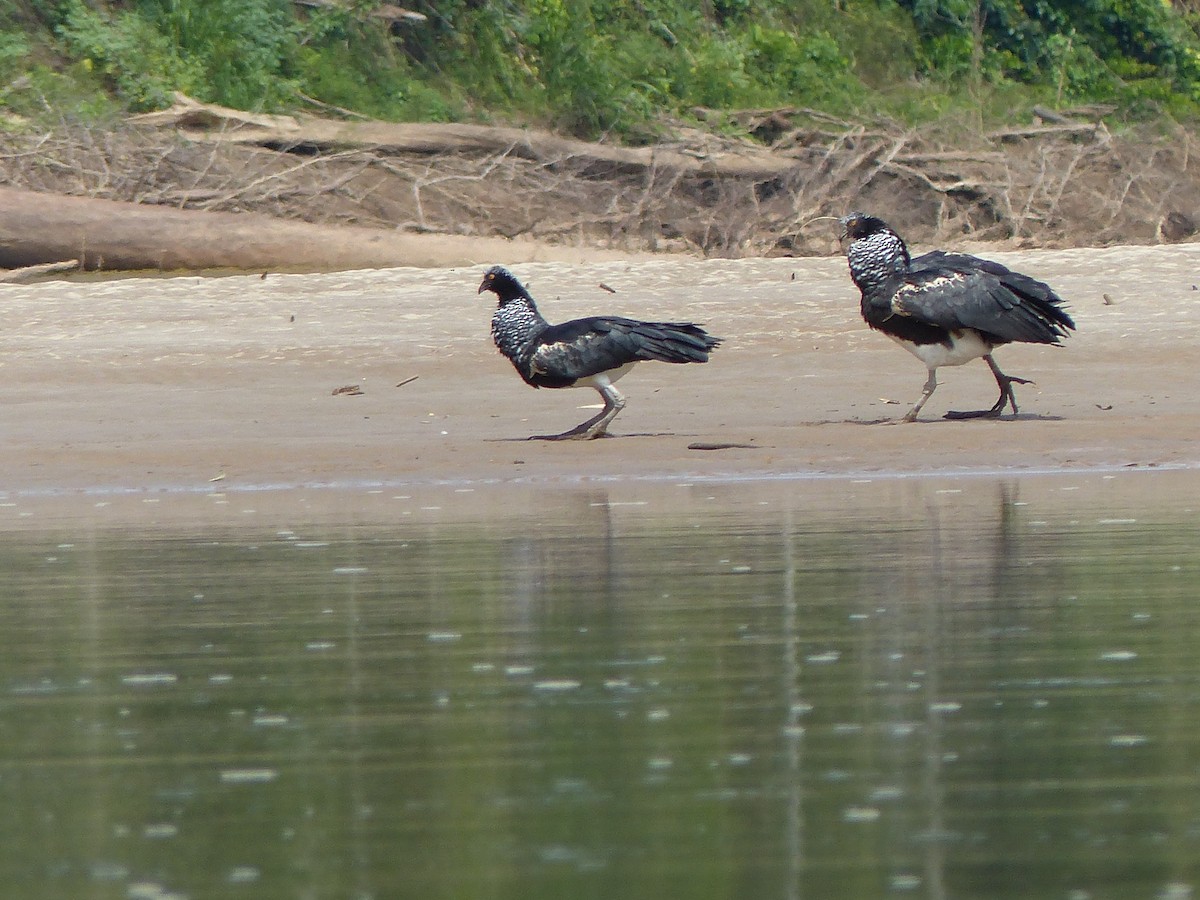 ツノサケビドリ - ML645051001