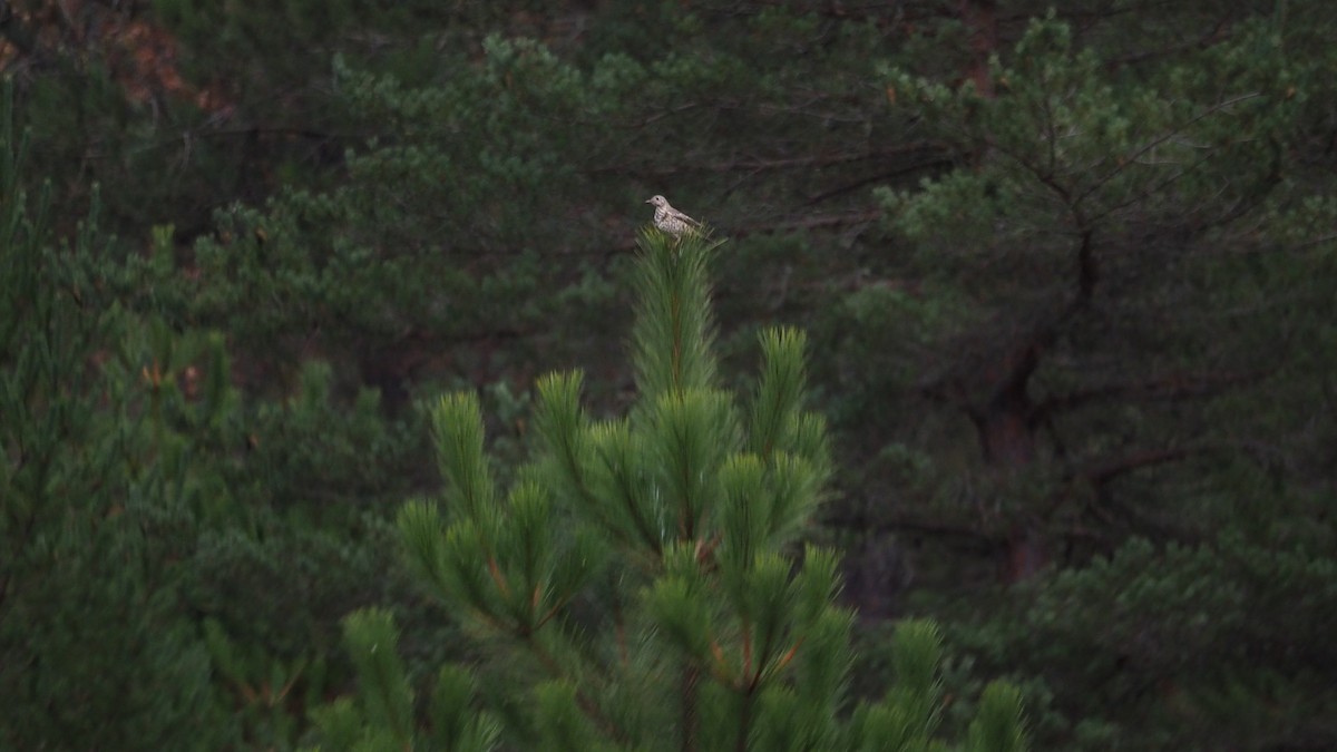 槲鶇 - ML645051002