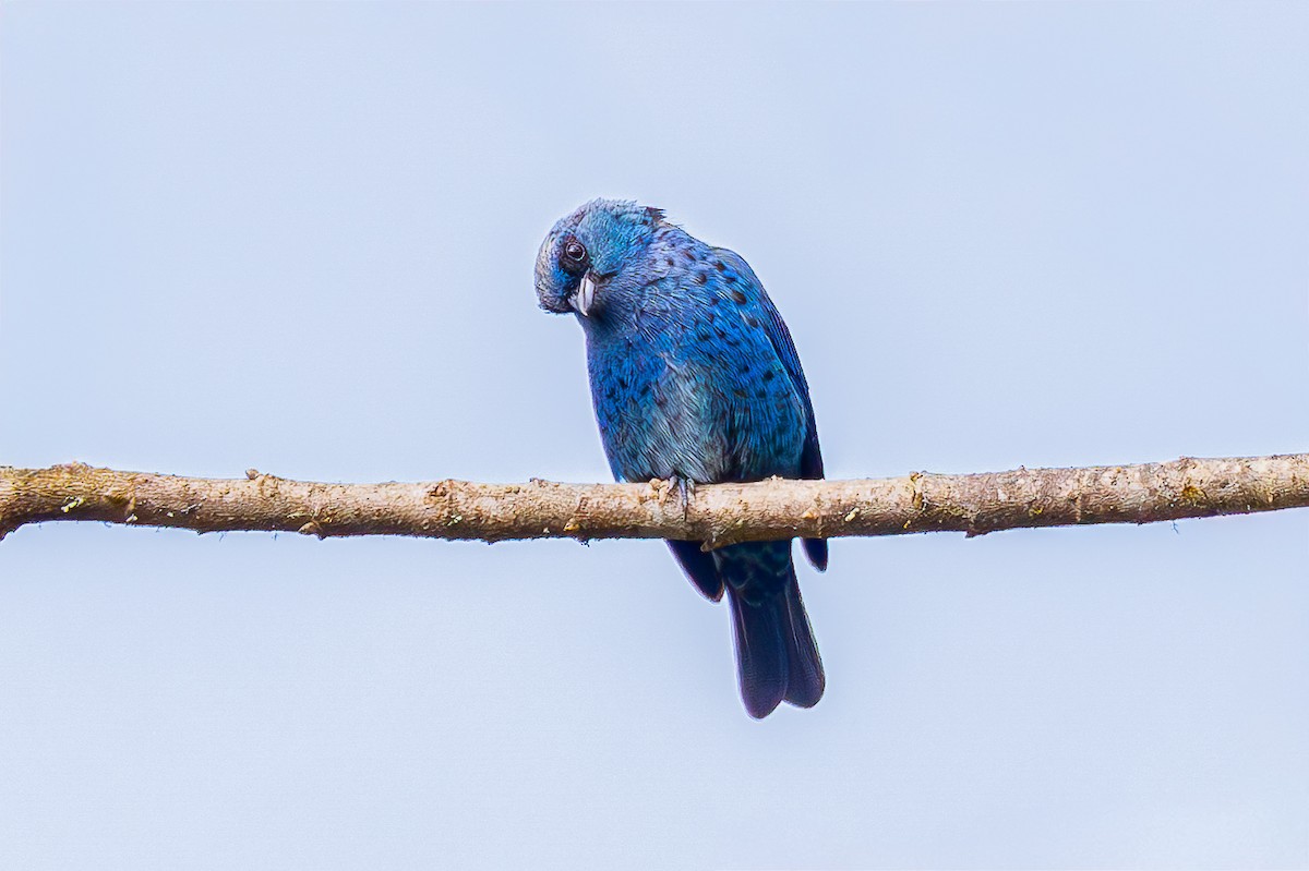 Blue-and-black Tanager - ML645051005