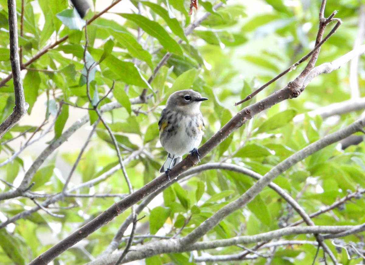 Kronenwaldsänger - ML645051012