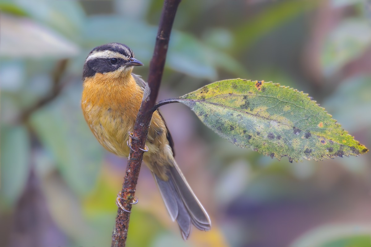 Three-striped Hemispingus - ML645051015