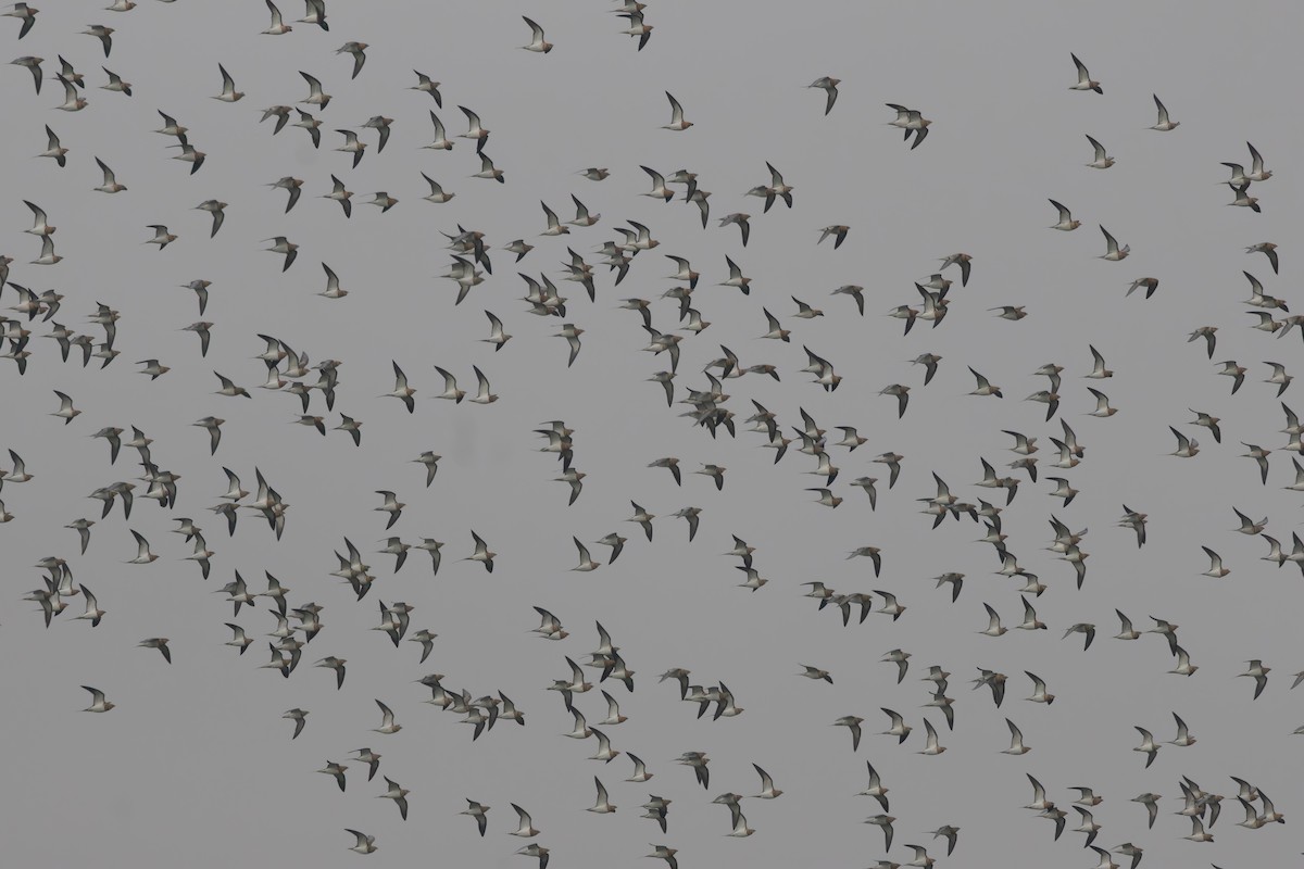 Pin-tailed Sandgrouse - ML645051016