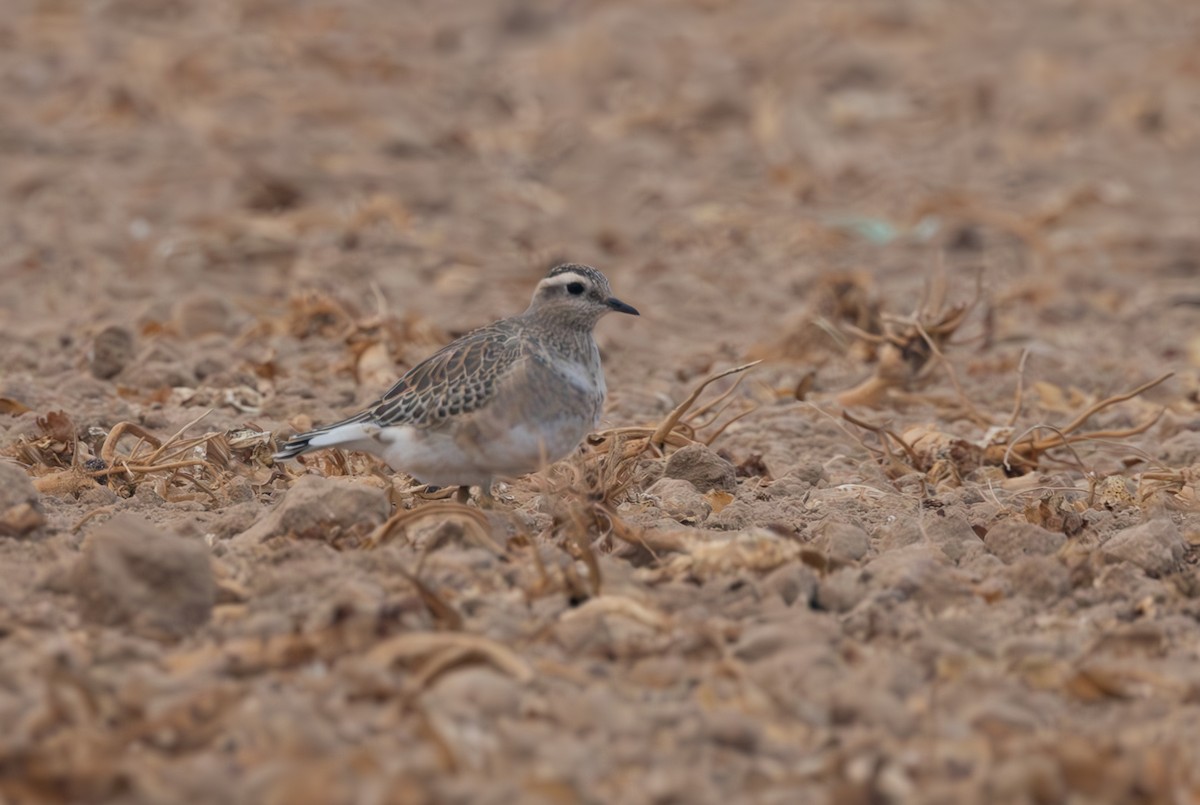 Eurasian Dotterel - ML645051021