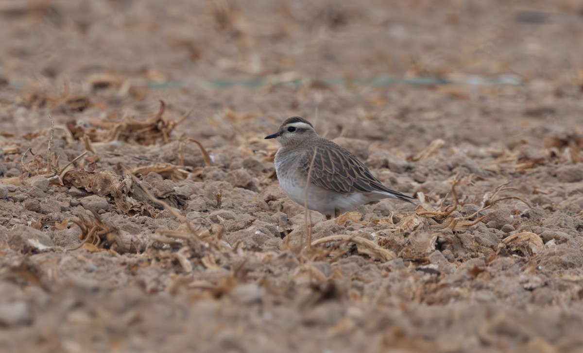 Eurasian Dotterel - ML645051022