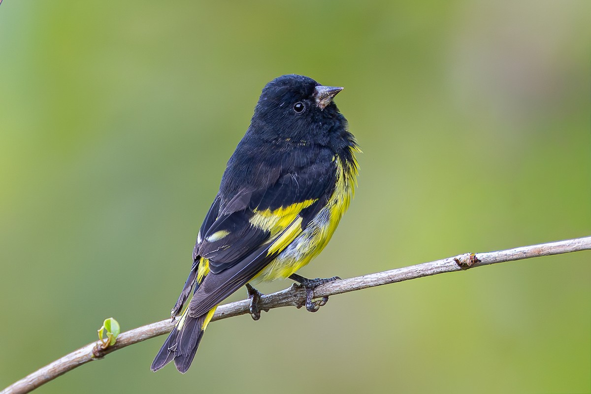 Yellow-bellied Siskin - ML645051027