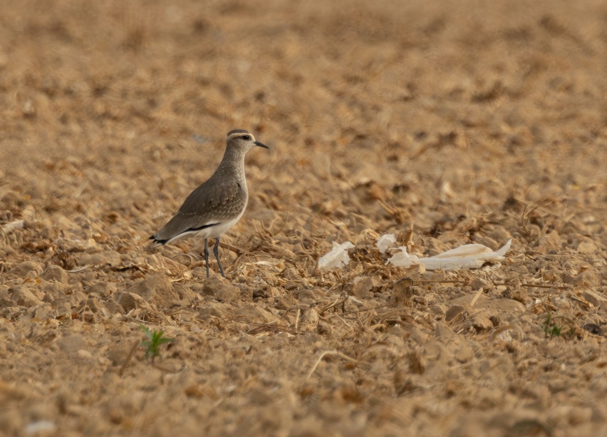 Sociable Lapwing - ML645051028