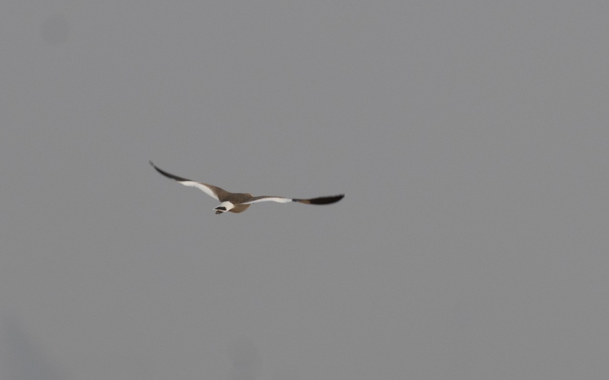 Sociable Lapwing - ML645051029