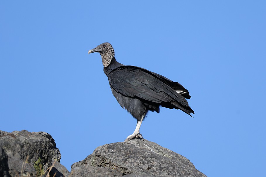 Black Vulture - ML645051030