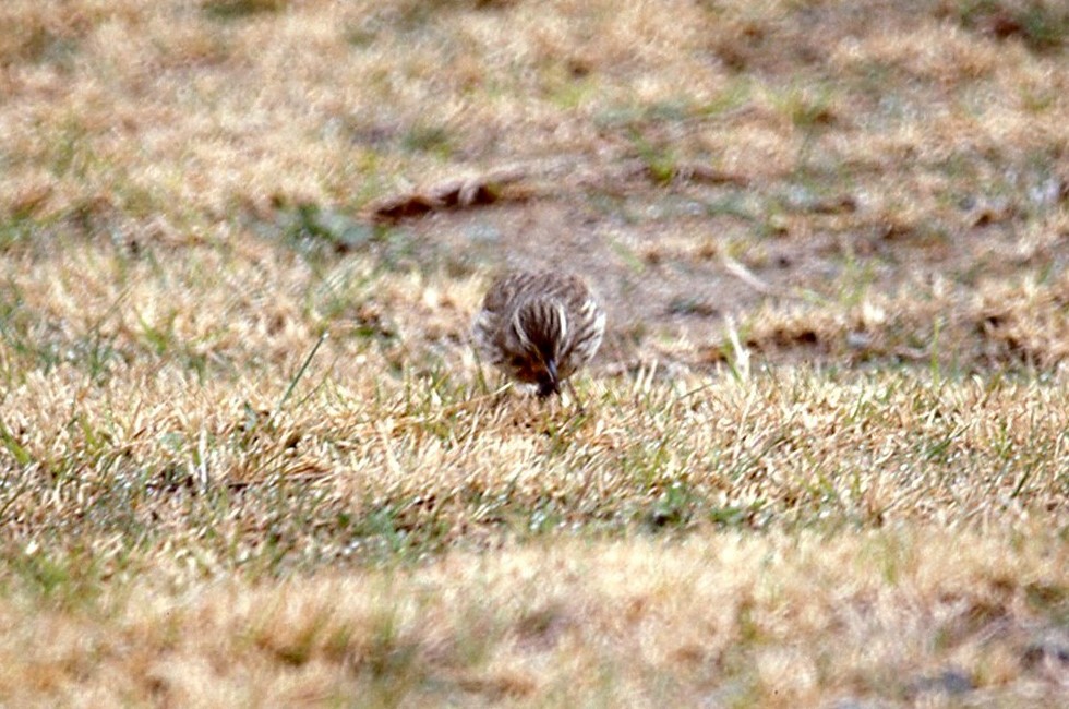 New Zealand Pipit - ML645051037