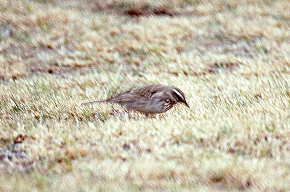 New Zealand Pipit - ML645051038