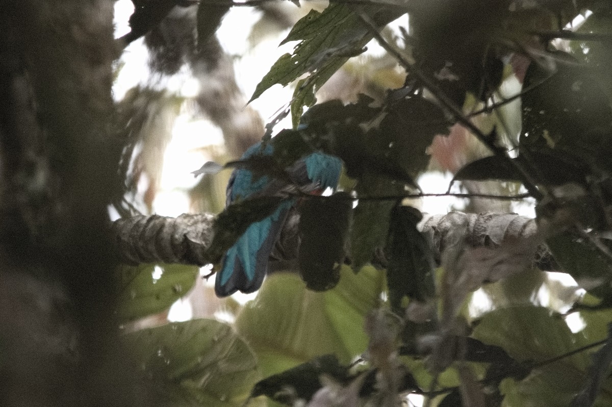 Goldkopftrogon - ML645051039