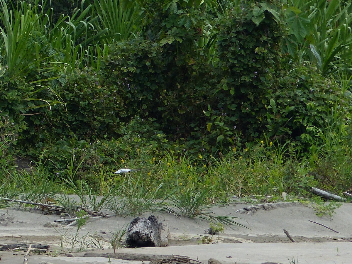 Yellow-billed Tern - ML645051040
