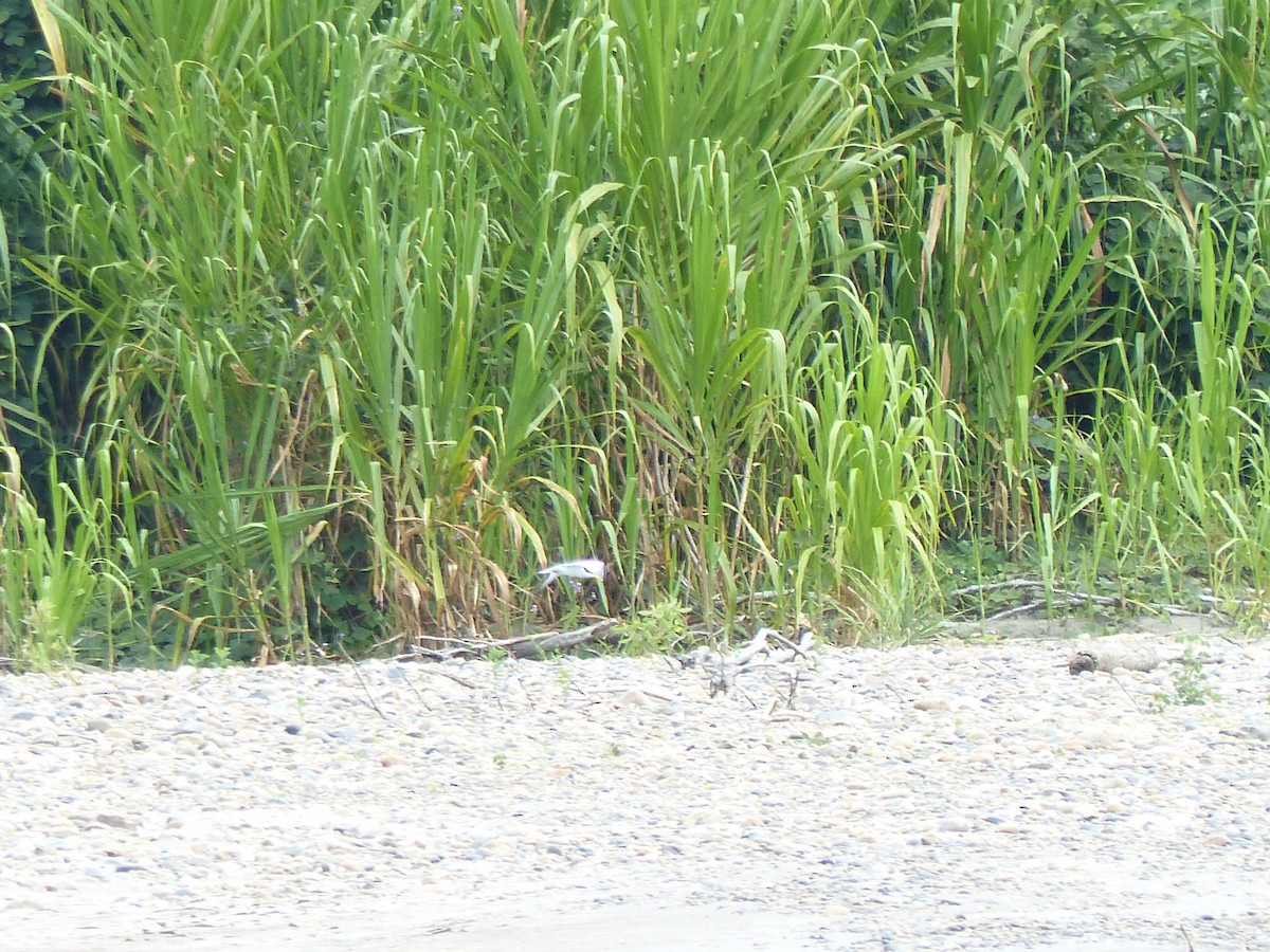 Yellow-billed Tern - ML645051041