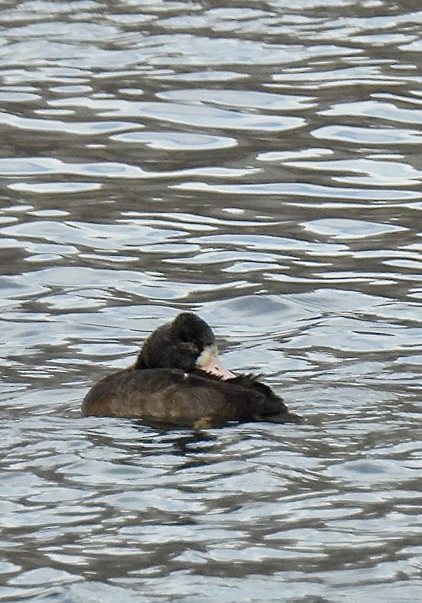 Lesser Scaup - ML645051042