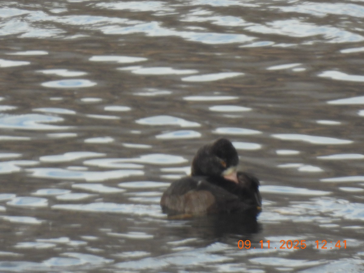 Lesser Scaup - ML645051044
