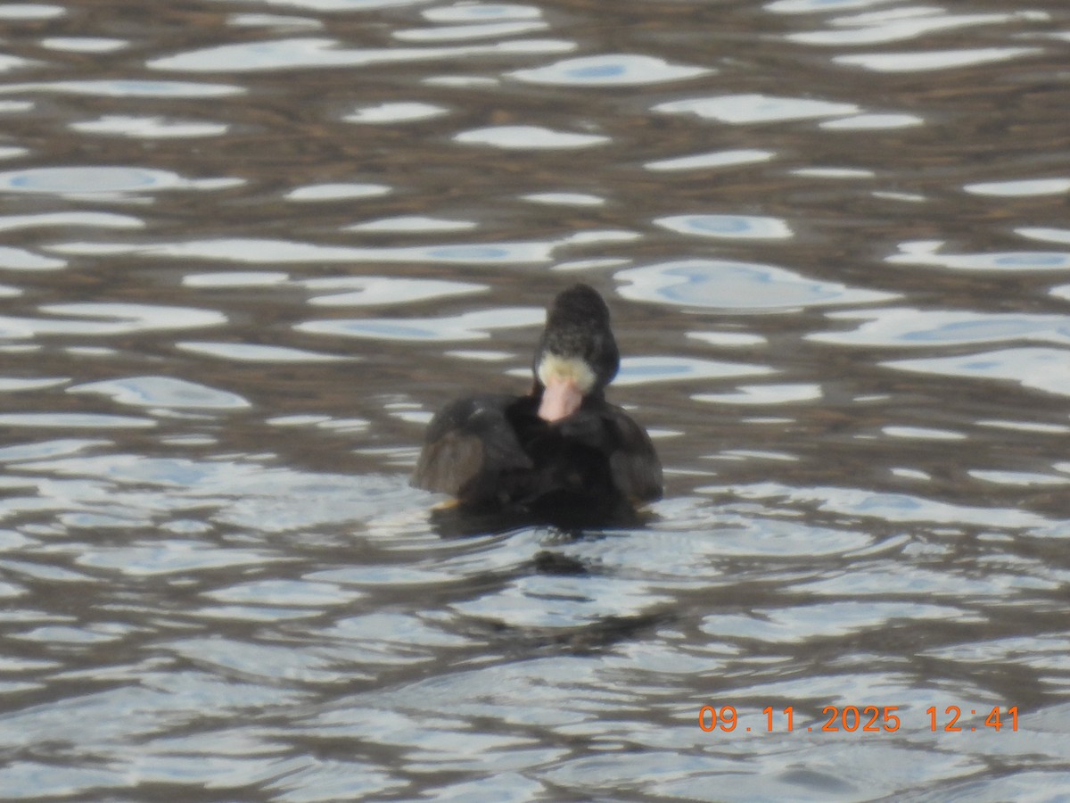 Lesser Scaup - ML645051045