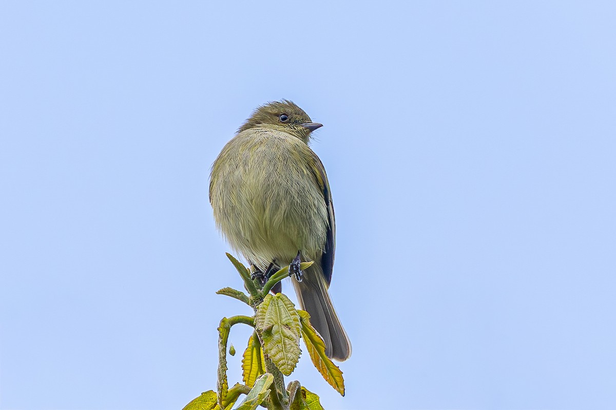 Bolivian Tyrannulet - ML645051052
