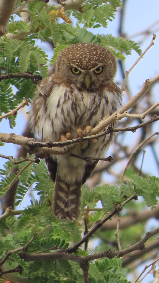 Pearl-spotted Owlet - ML645051055