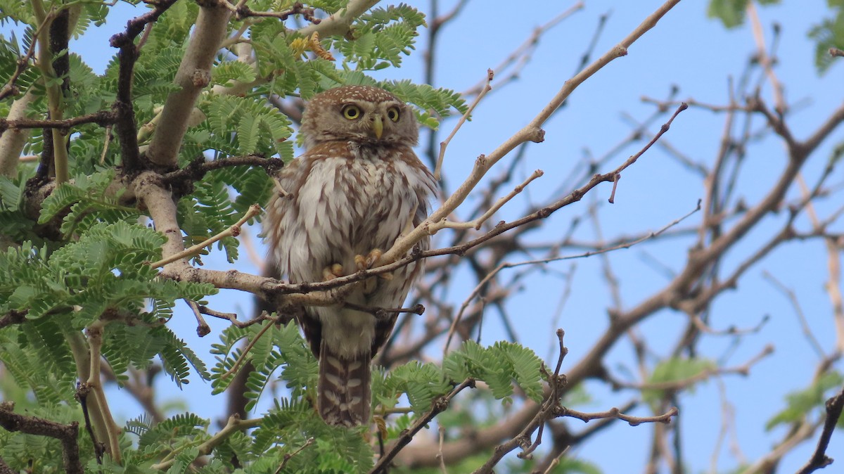 Pearl-spotted Owlet - ML645051056