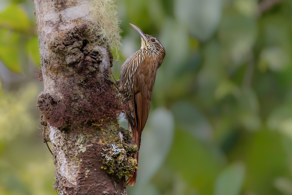 Montane Woodcreeper - ML645051065