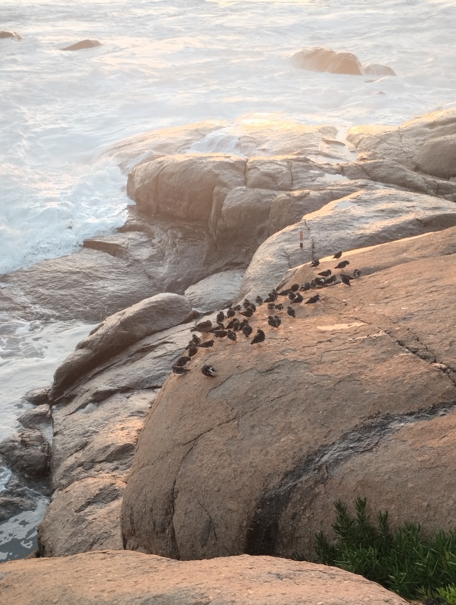 Алаг хайргач - ML645051070