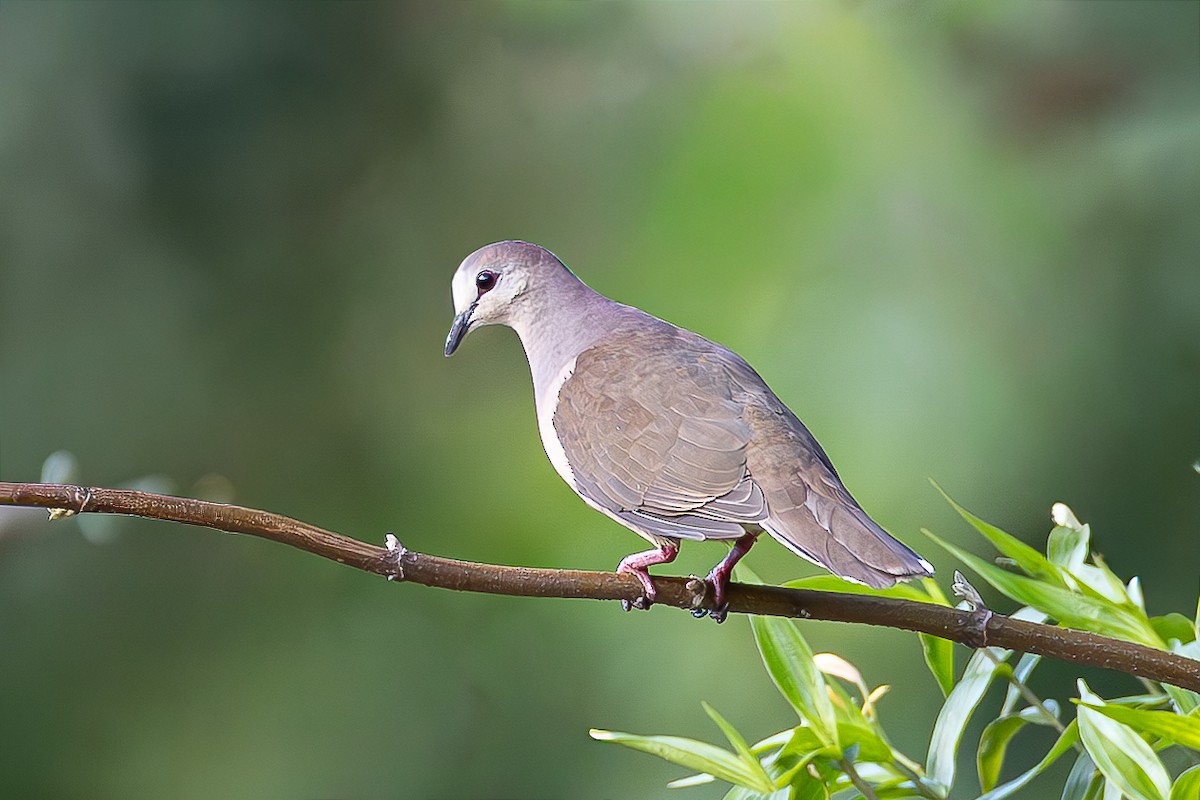 yungasdue - ML645051074