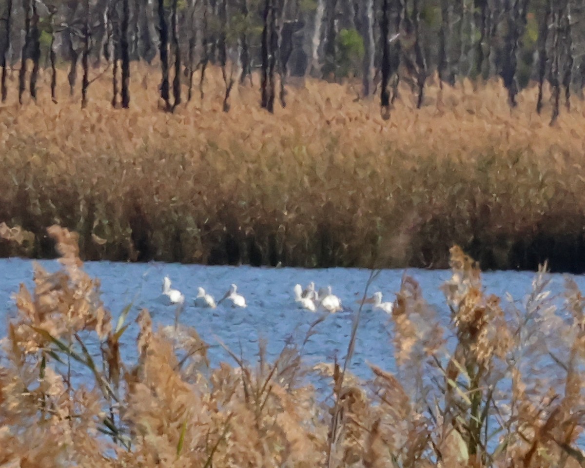American White Pelican - ML645051077