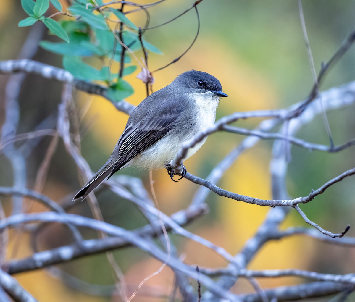 Eastern Phoebe - ML645051082