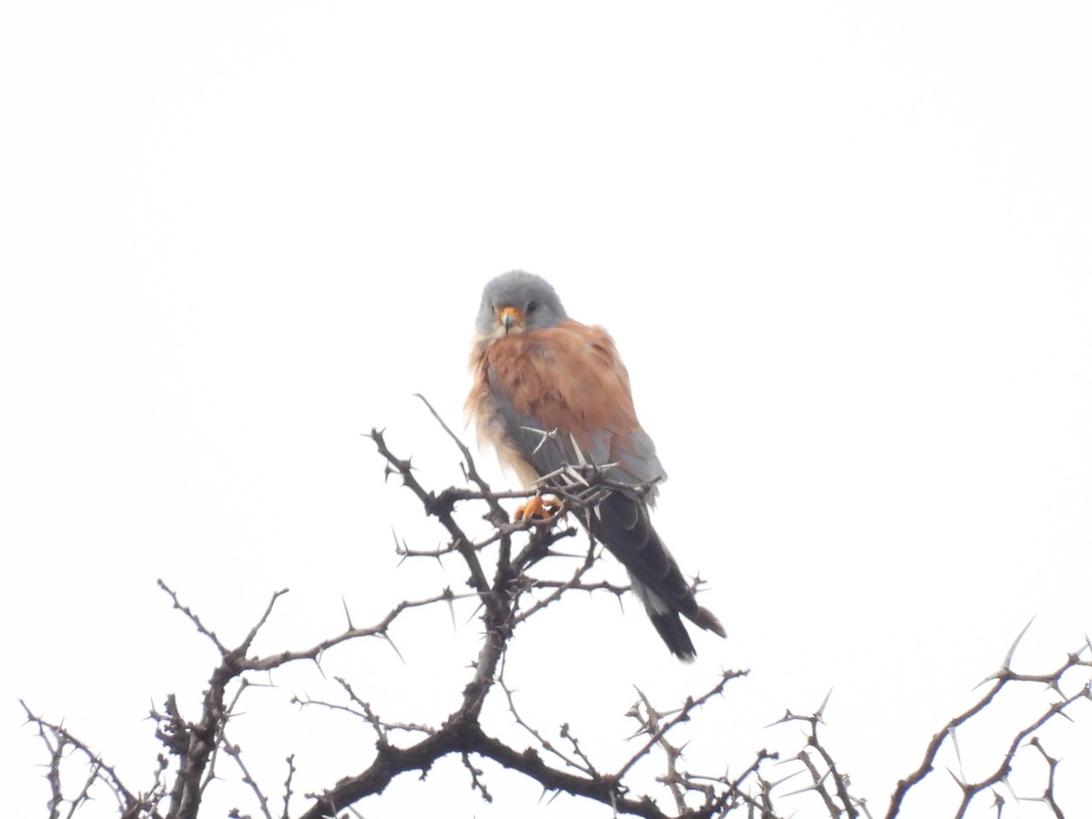 Rötelfalke - ML645051091