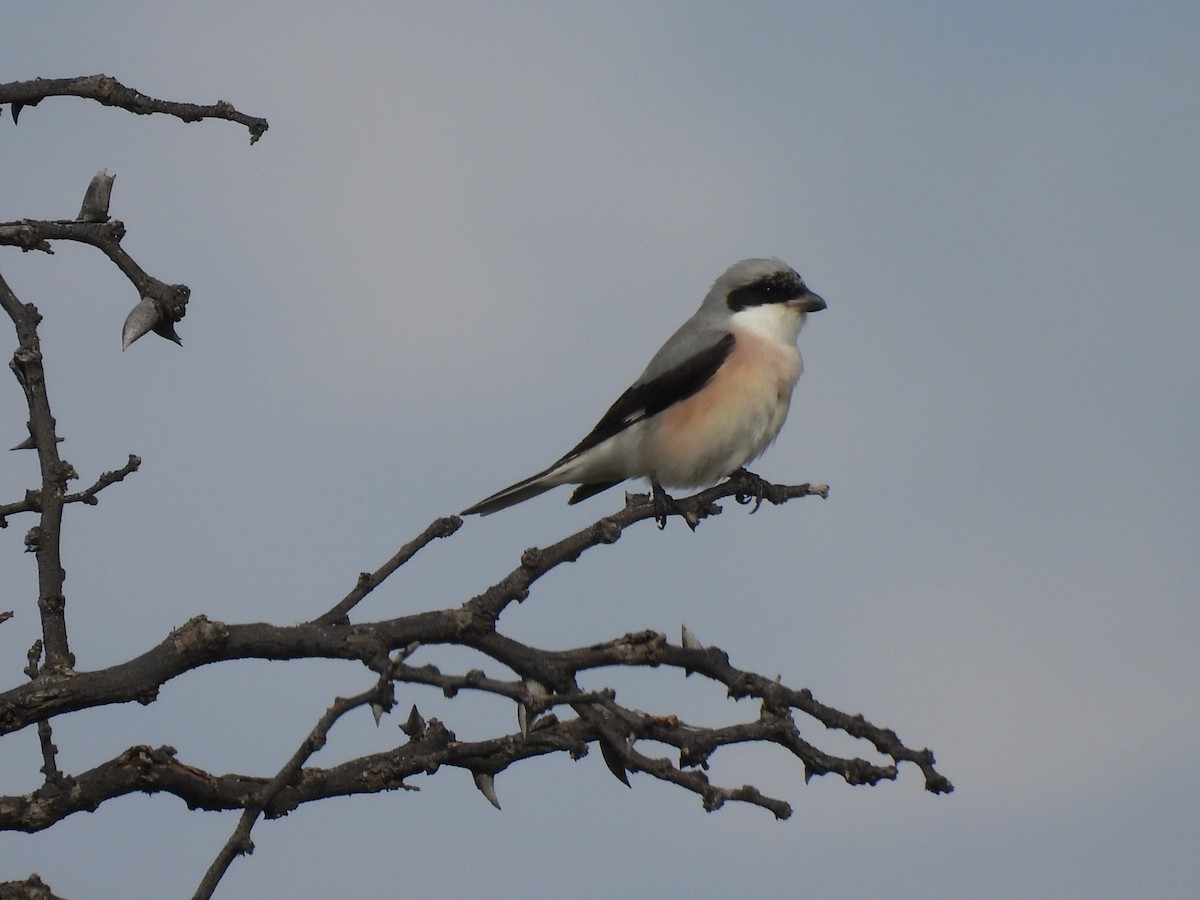 Lesser Gray Shrike - ML645051099