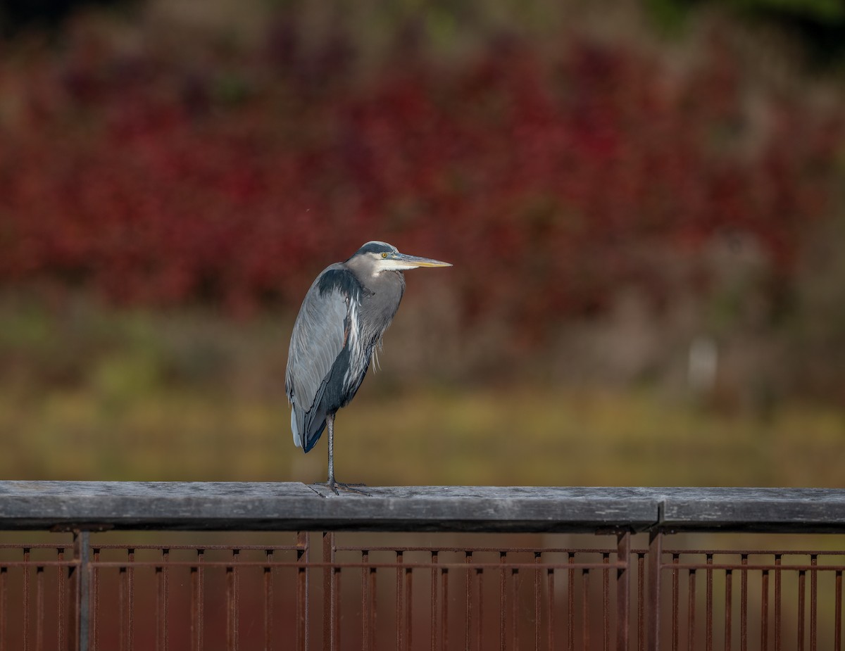 Great Blue Heron - ML645051108