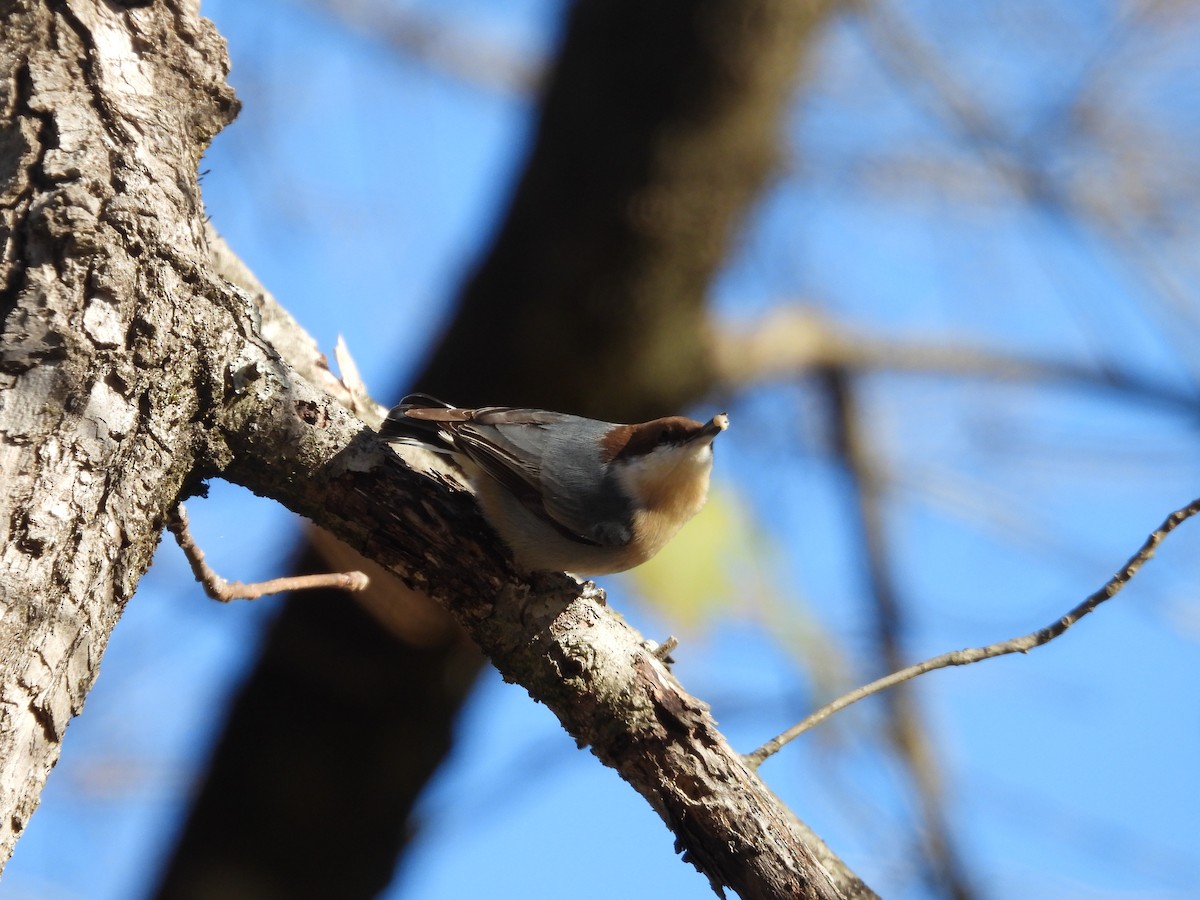 Trepador Cabecipardo - ML645051109