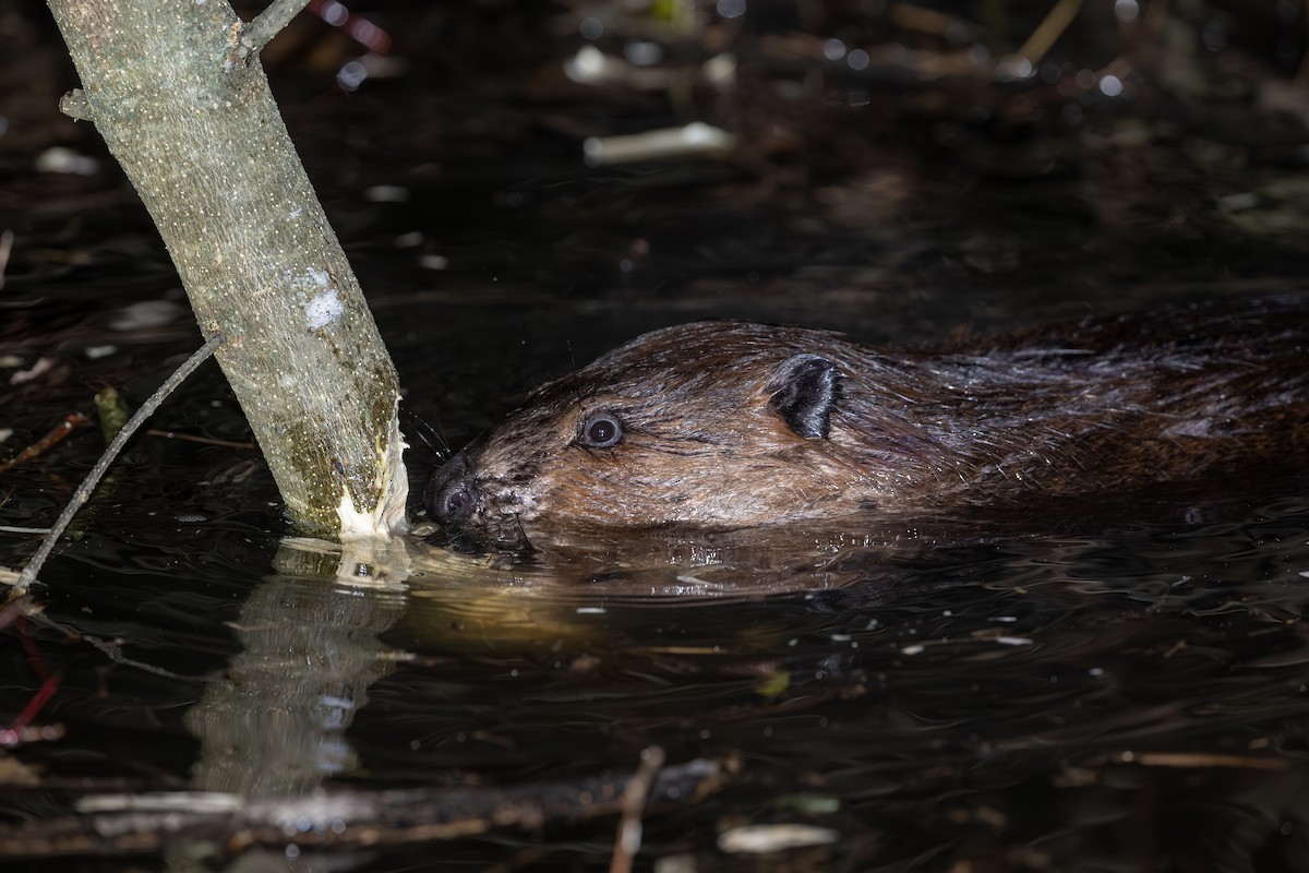 American Beaver - ML645051119