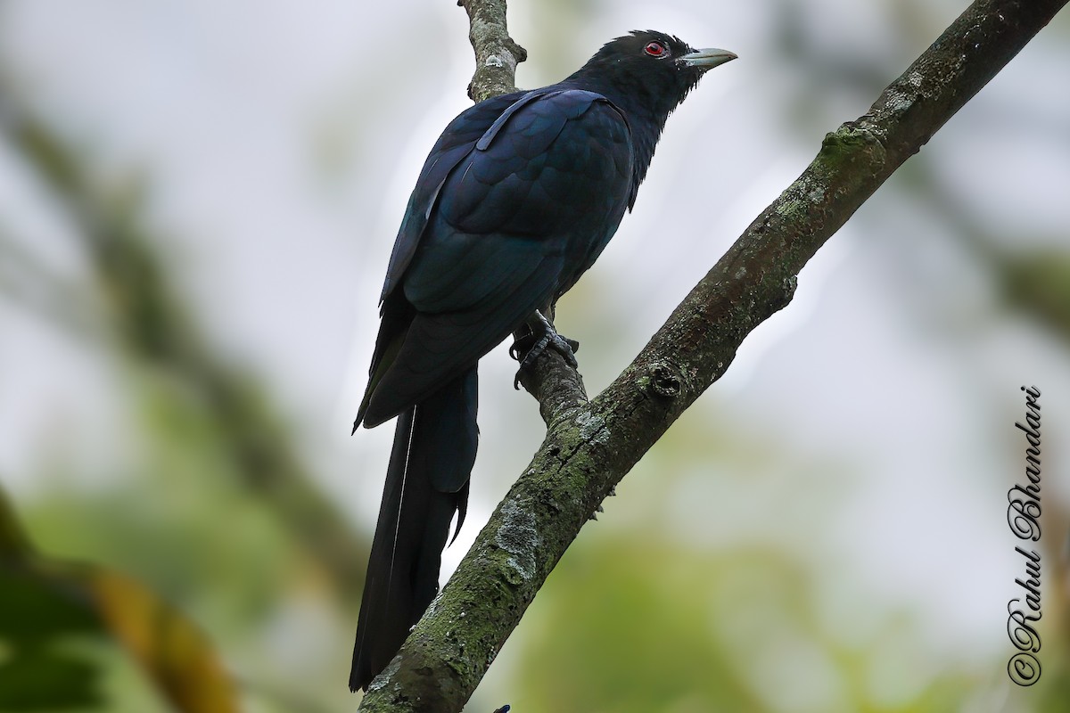 Asian Koel - ML645051121