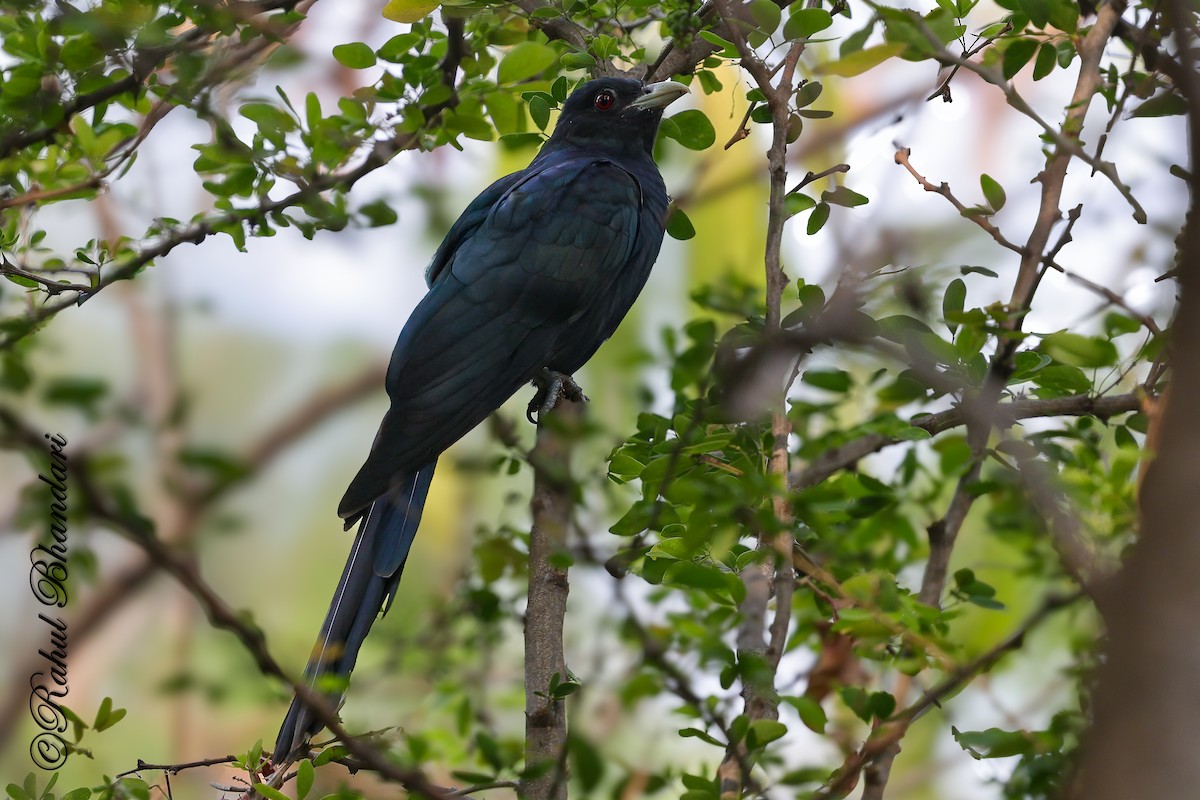 Asian Koel - ML645051123