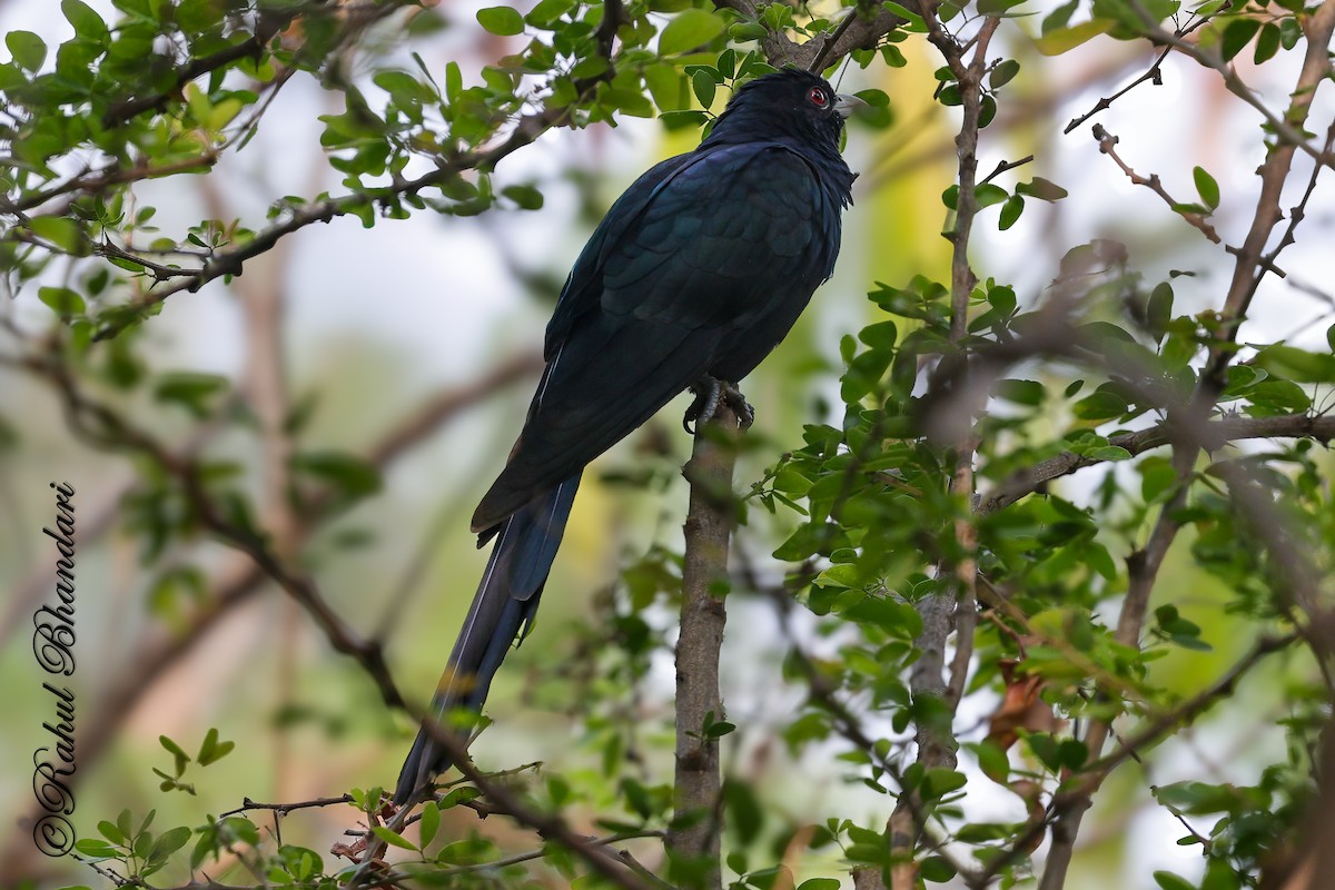 Asian Koel - ML645051124
