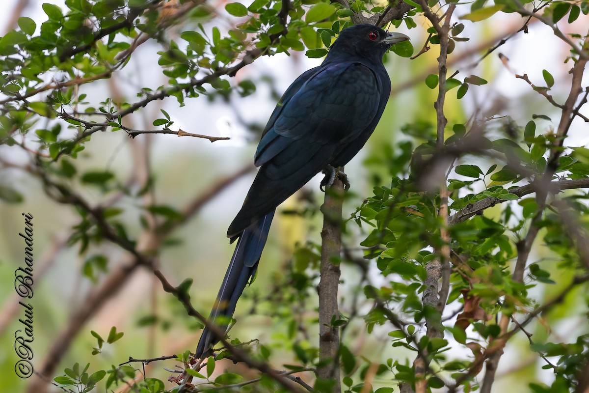 Asian Koel - ML645051125