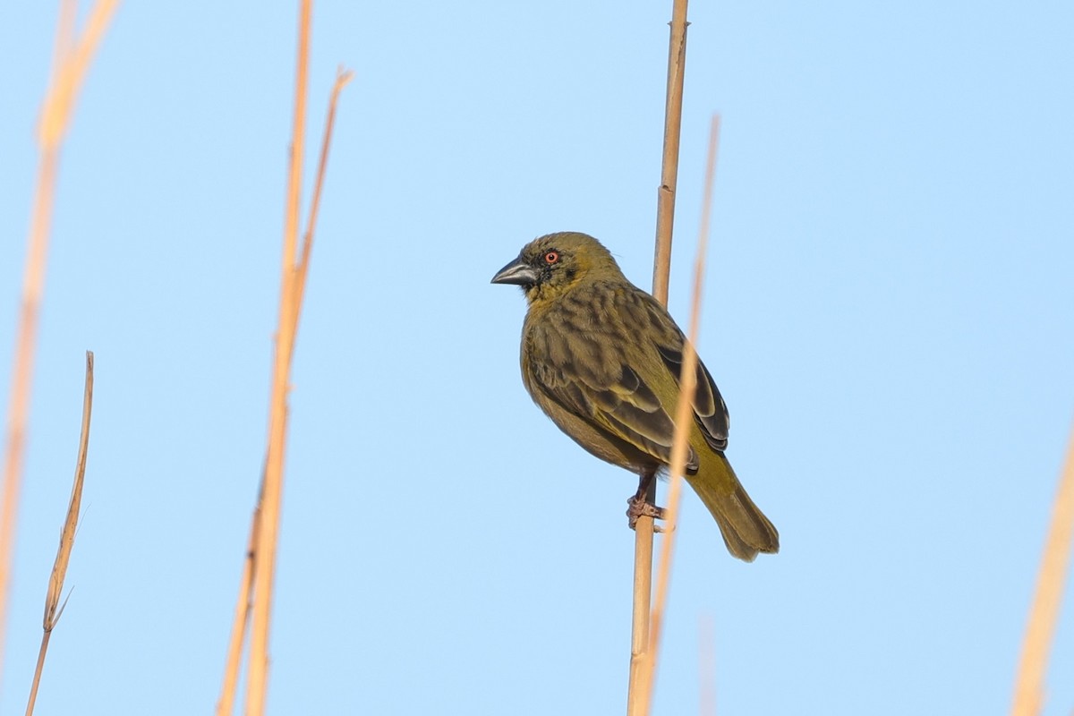 Southern Masked-Weaver - ML645051131