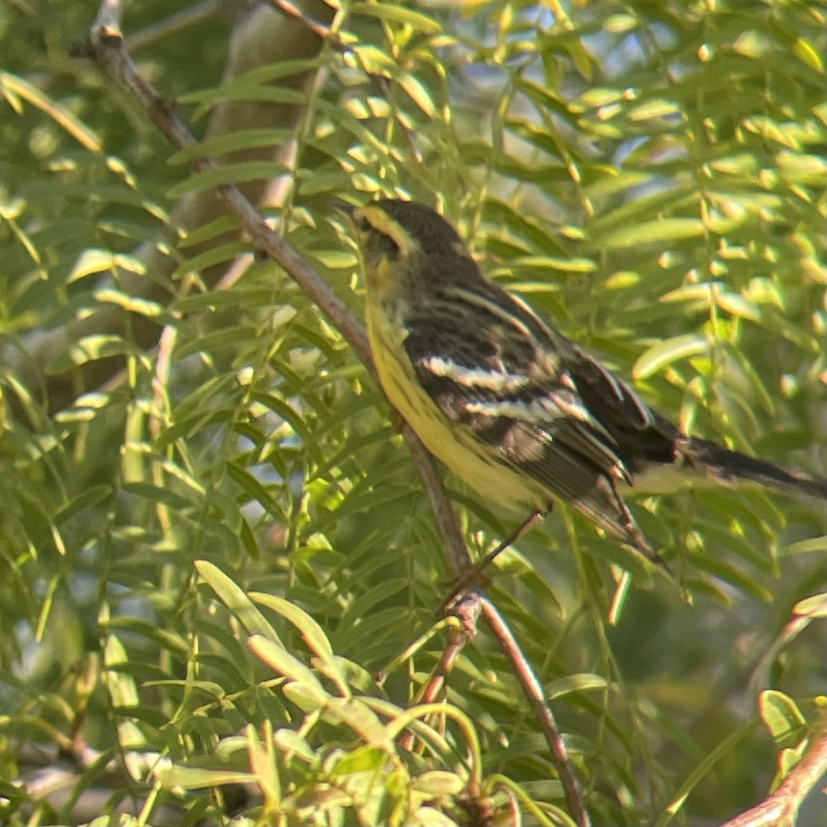 Blackburnian Warbler - ML645051135