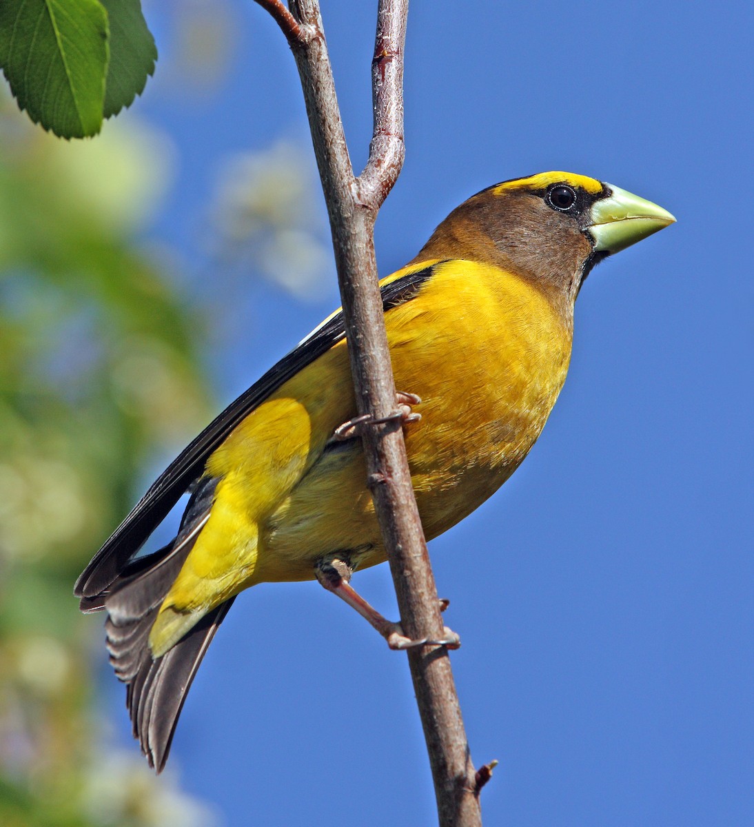 Evening Grosbeak - ML645051140