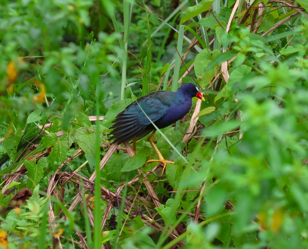 Pollo sultano della Martinica - ML645051141