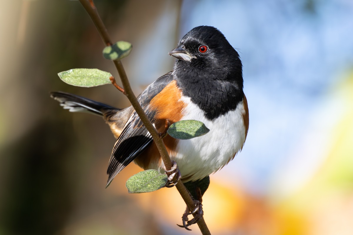 Eastern Towhee - ML645051142