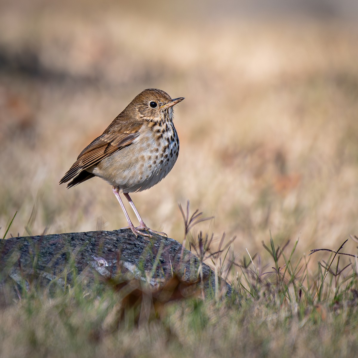 Tordo di Pallas - ML645051144