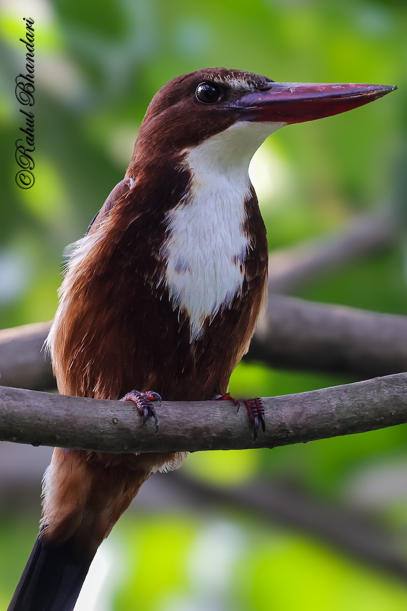 White-throated Kingfisher - ML645051145
