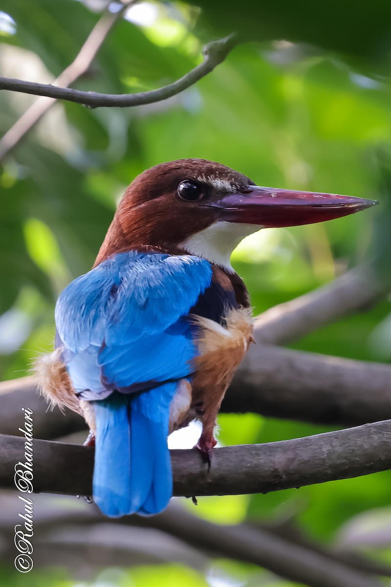 White-throated Kingfisher - ML645051146