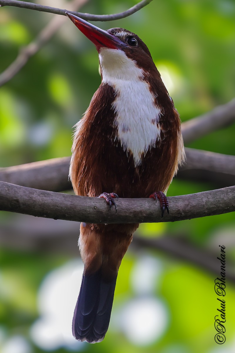 White-throated Kingfisher - ML645051147