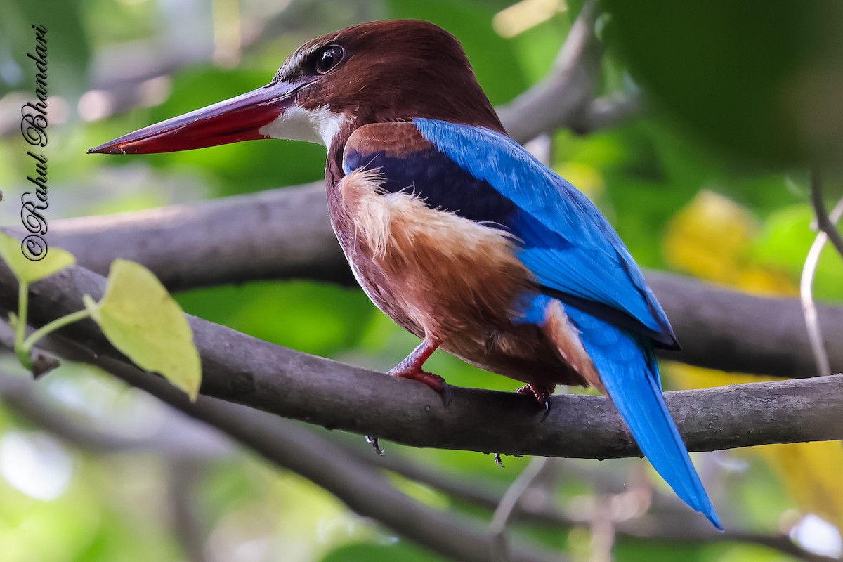 White-throated Kingfisher - ML645051148