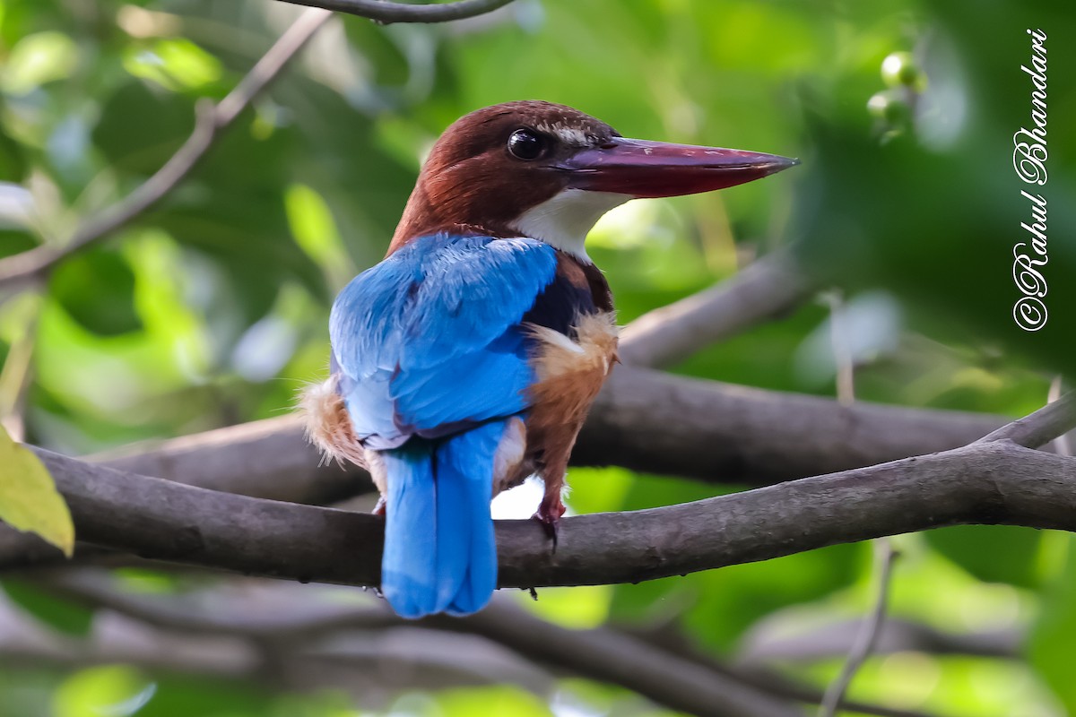 White-throated Kingfisher - ML645051149